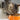 Katze frisst